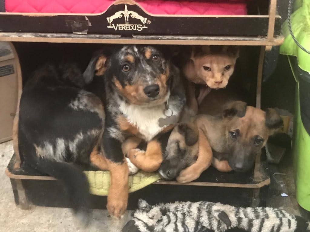 perros gatos y caballos familia la croupe en santiago de compostela