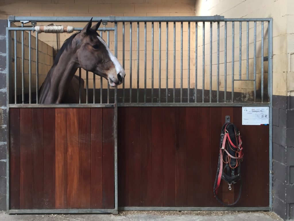 caballo en una cuadra de pupilajes en centro ecuestre la Croupe Santiago de Compostela