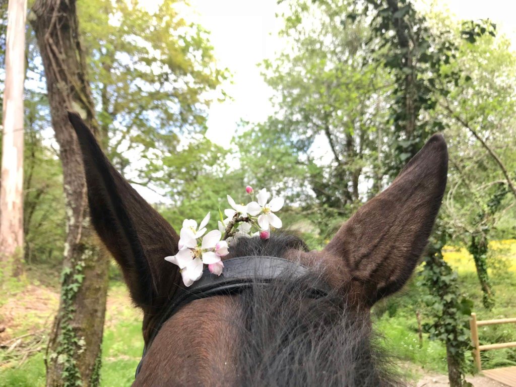 caballo en un entorno verde con flores y bosque