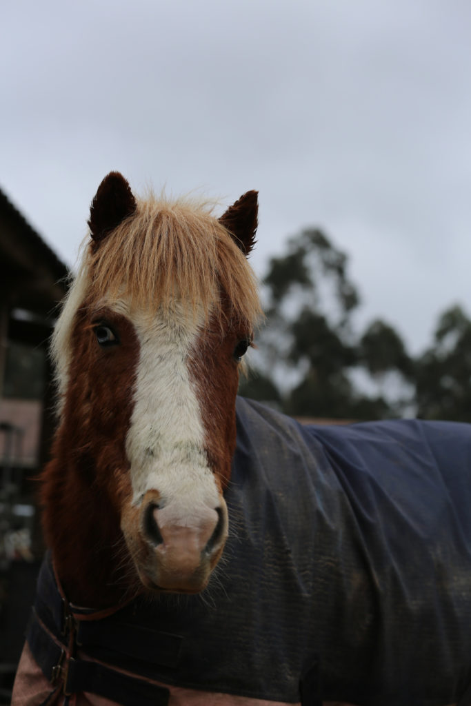 PONY ROKE centro ecuestre LaCroupe en Santiago de Compostela